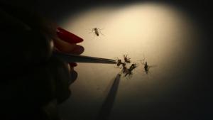 Hay muertos otra vez a causa de dengue en Indonesia