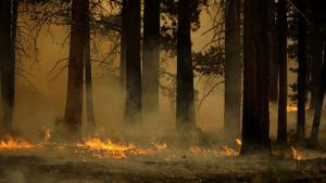 Se evacuarán dos localidades pobladas en Alemania a causa de los incendios forestales