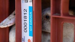 France/grippe aviaire : plus de 280 foyers de contaminations