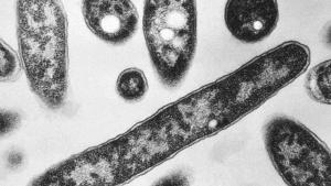 Bacteriile "ucigașe" se hrănesc cu sângele uman
