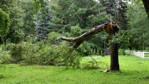 Ketten meghaltak viharban kidőlt fák miatt Oroszországban