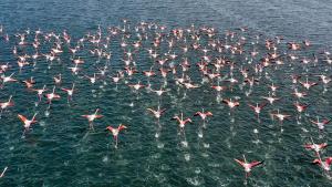 Zeci de flamingo uciși de un avion de pasageri în India