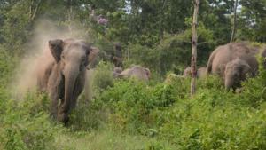 孟加拉吊销出于商业和娱乐目使用大象许可