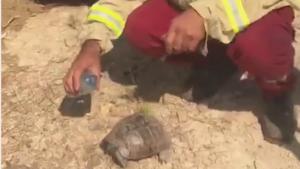 نجات یک لاک‌پشت از میان شلعه‌های آتش