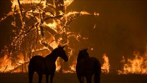 هشدار در خصوص آتش‌سوزی جنگلی در استرالیا