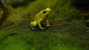 La primera rana fluorescente del mundo