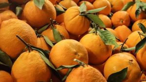 土耳其对俄罗斯柑橘出口持续增长
