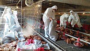 تائیوان میں برڈ فلو وباء پھوٹ نکلی، 8 ہزار 599 مرغیاں تلف کر دی گئیں