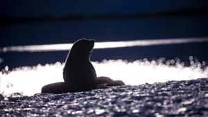 Около 2500 тюлена от застрашен вид бяха открити мъртви