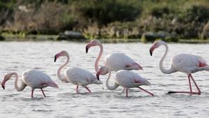 Flamingolarnıñ  ciyılışı