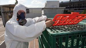 Francia sacrificará 1 millón de aves de corral más por la gripe aviar que permanece