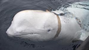 据称是俄罗斯“间谍”鲸的一头白鲸出现在瑞典海岸