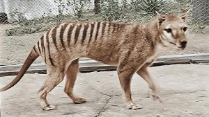 Először nyerték ki a tasmán tigris RNS-ét egy elpusztult példányból