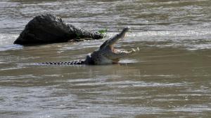 În Nepal o femeie în vârstă a fost ucisă de un crocodil