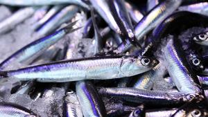 صادرات ماهی کیلکای دریای سیاه به 26 کشور جهان