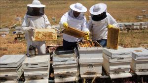 تورکیه ایکّی آیده آلتی میلیون دالرلیک عسل صادر قیلدی