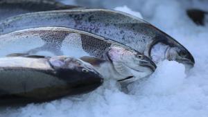 افزایش صادرات ماهی سالامون ترکیه در پنج ماه سال جاری