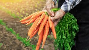 Los beneficios de comer zanahorias