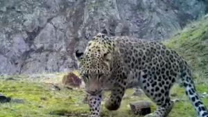Anadolski leopard viđen u Turskoj nakon 46 godina