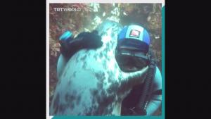 海豹水下遇到潜水员 主动上前拥抱