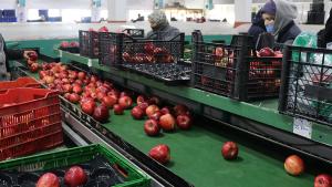 Turqia eksporton 180 milionë dollarë mollë