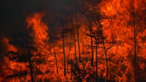 آتش‌سوزی جنگل‌ها در الجزایر دو قربانی گرفت