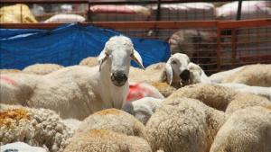 توزیع 13 هزار و 300 سهم گوشت قربانی از سوی ترکیه در افغانستان
