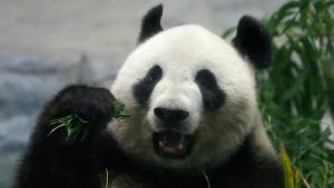 Panda balalağan