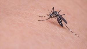 Virusul West Nile a cauzat moartea a 3 persoane în ultima săptămână în Grecia