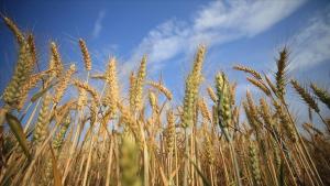 یورپی یونین نے یوکرین سے اناج کی درآمد پر حد بندی 15 ستمبر تک بڑھا دی