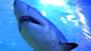 Murieron dos mujeres en un ataque de tiburón en Egipto