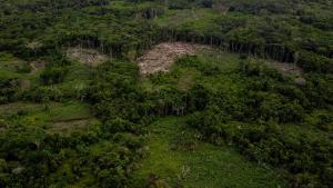 Echilibrul pădurii amazoniene este afectat de secetă
