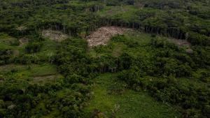 Amazónia regista a seca mais grave de sempre