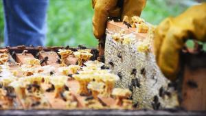 آیا این را میدانید که موغلا یکی از مراکز مهم تولید عسل در تورکیه و جهان؟
