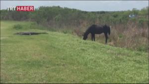 مبارزه سرسختانه تمساح و اسب در فلوریدا