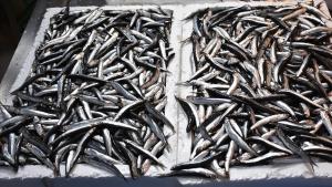 土耳其今年2个月凤尾鱼出口创新高