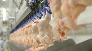افزایش 353 درصدی صادرات گوشت سفید از ترکیه به چین