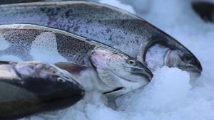 Aumento de 24% nas exportações de salmão do Mar Negro