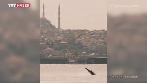 Неміс фотографы Стамбулдың дельфиндерін түсірді