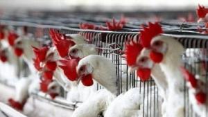 آنفلوانزای پرندگان در سه مزرعه مرغداری استرالیا