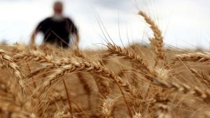 بھارت نے گندم  کی برآمد پر پابندی لگا دی