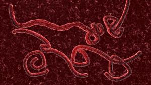 Киркук қаласында эбола індетінен бір адам қайтыс болды