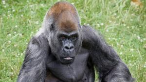 世界第三寿命最长的雄性大猩猩奥齐去世
