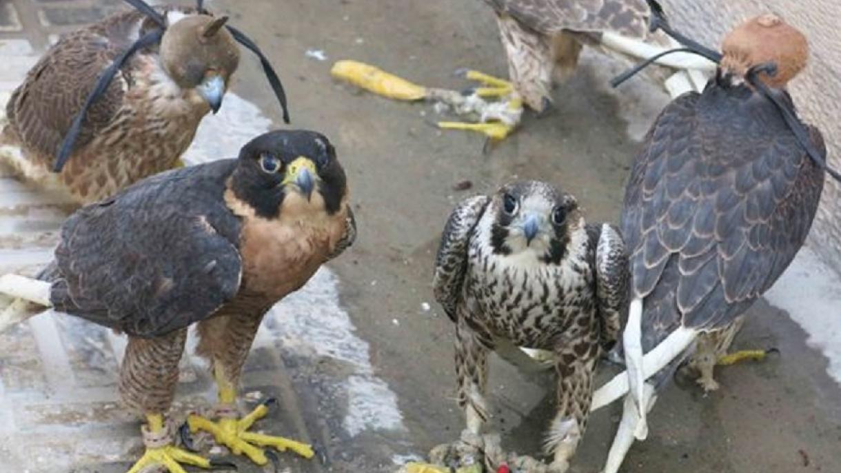 دستگیری بزرگترین قاچاقچی پرندگان وحشی در ایران