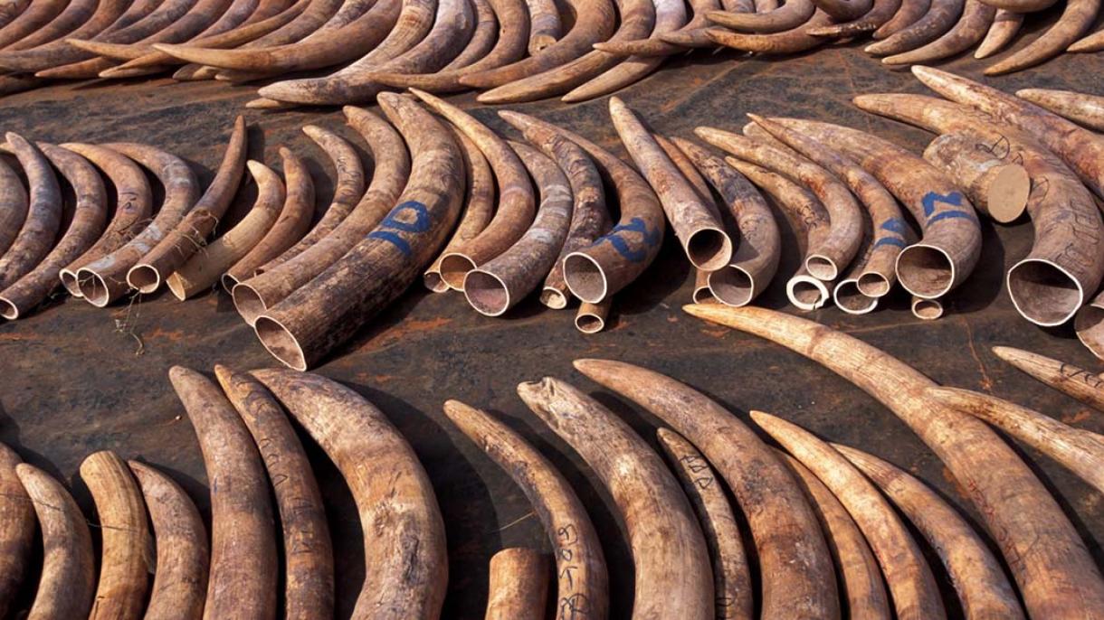 تاریخ کی بدترین ہاتھی دانت تجارت ،گزشتہ سال 40 ٹن غیرقانونی دانت پکڑے گئے