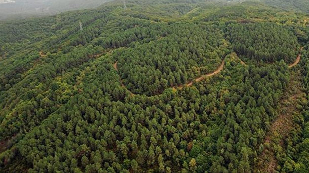 Erdősítés fontos Törökországban