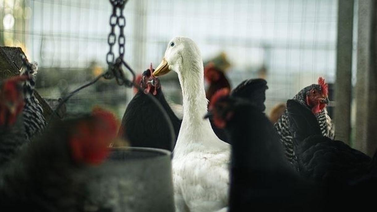 法国禽流感疫情风险升级