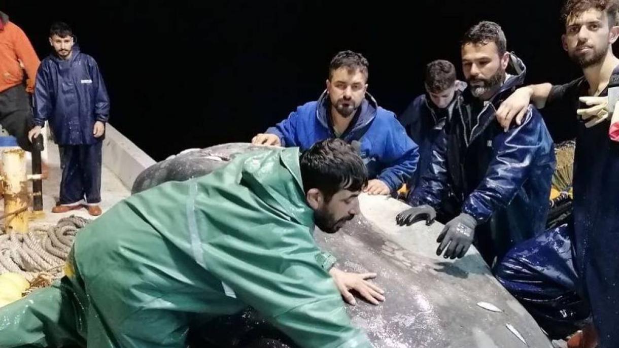 Adanada 250 kilolı balıq tottılar
