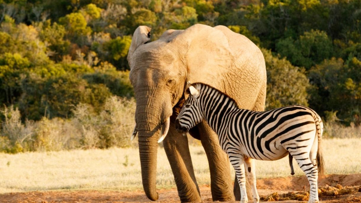 WWF lanza campaña en el que equipara el tráfico de especies con el de drogas o armas