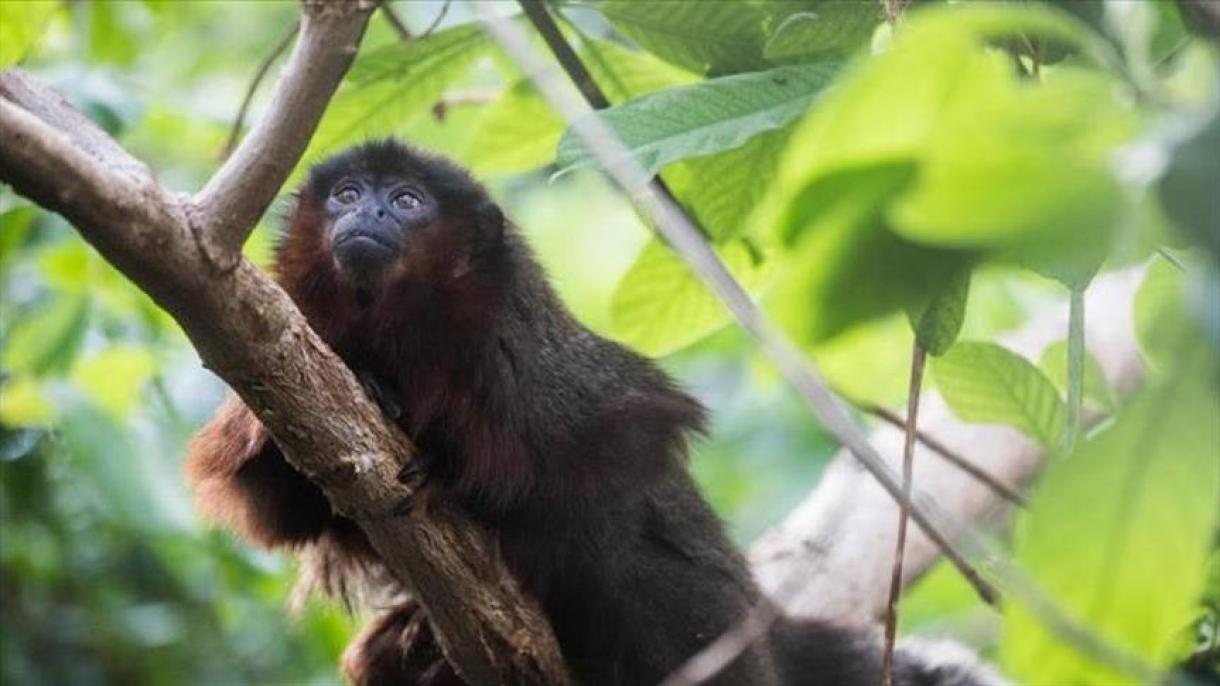 دستگیری شهروند روسی در اندونزیا به اتهام ربودن چوچه شمپانزی و یک نوع شادی